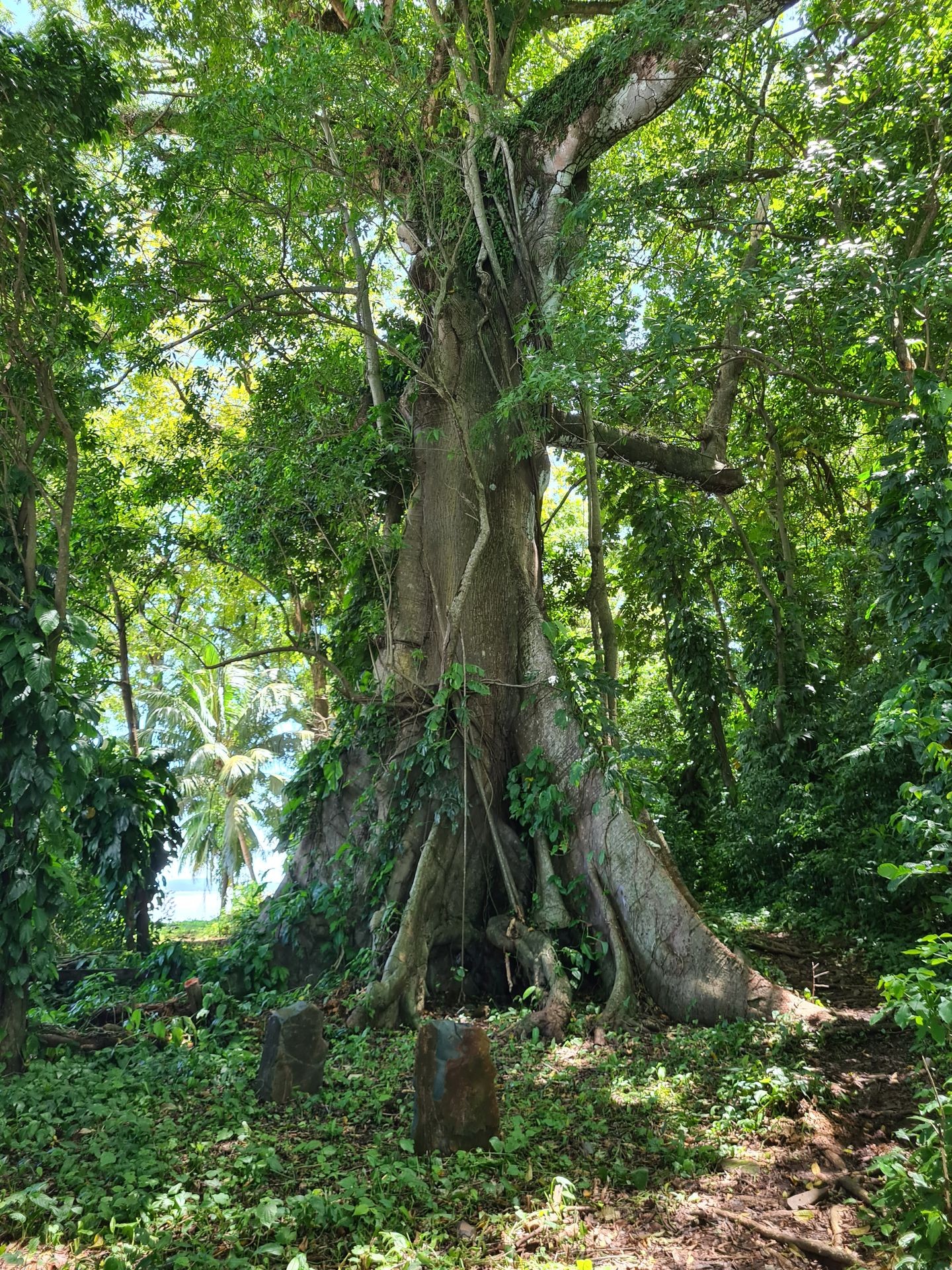 Découvrez La Guyane Française